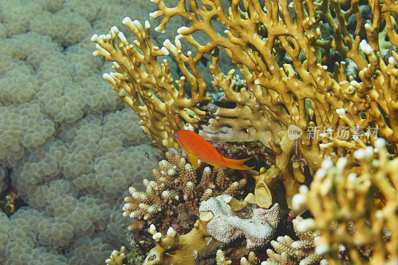 海洋生物鱼鳞鱼火珊瑚和葡萄珊瑚(Plerogyra sinuoasa)潜水员视角